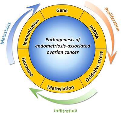 New insights about endometriosis-associated ovarian cancer: pathogenesis, risk factors, prediction and diagnosis and treatment